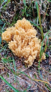foto di Funghi